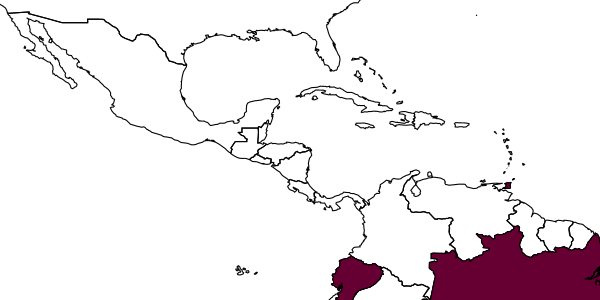 map of Anisepyris belegi     Barbosa & Azevedo, 2018